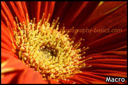 Macro Photography - Flower